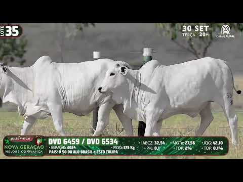 LOTE 35   DVD 6534,6459