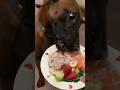 BorderCollie Eating Chicken asmr #dogfood #viral #shorts