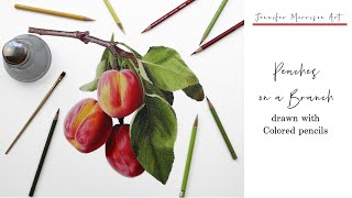 Drawing Realistic Peaches on a Branch with Colored Pencils