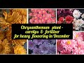 गुलदाउदी में सैंकडों फूल पाने के आसान टिप्स और खाद/How to get more flowers on chrysanthemum easily.