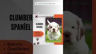 Clumber Spaniel #Clumberspanielshort  #Clumberspanielshorts