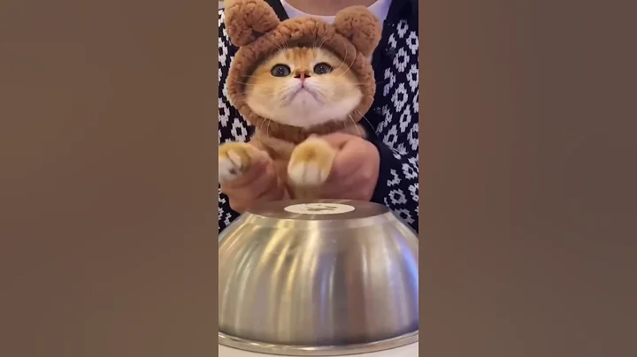 Watch the video about Blooming Shorts #cat #funny #dance #viral #love #art #play