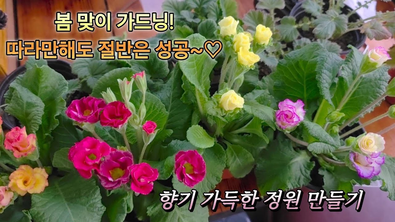 KJ가드닝 #26_2/봄 맞이 가드닝! 따라만해도 절반은 성공~♡#향기 가득한 정원 만들기 #봄꽃 