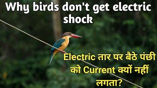 why birds don't get electric shock in hindi| बिजली के तार पर बैठे पंछी को करंट क्यों नहीं लगता? screenshot 4