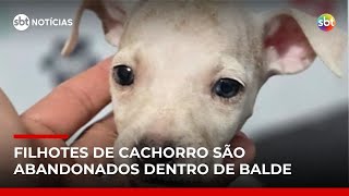 Video homem-e-flagrado-abandonando-filhotes-de-cachorro-no-df-sbt-noticias