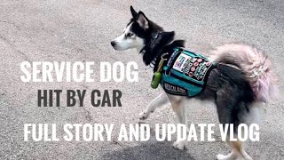 My Service Dog was HIT BY A CAR???