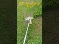 That first cut feeling. 😍🌿 #LawnMowing⁠ ⁠#StringTrimmer⁠ ⁠#BrushCutter⁠ ⁠#Landscaping⁠ ⁠#Gardening