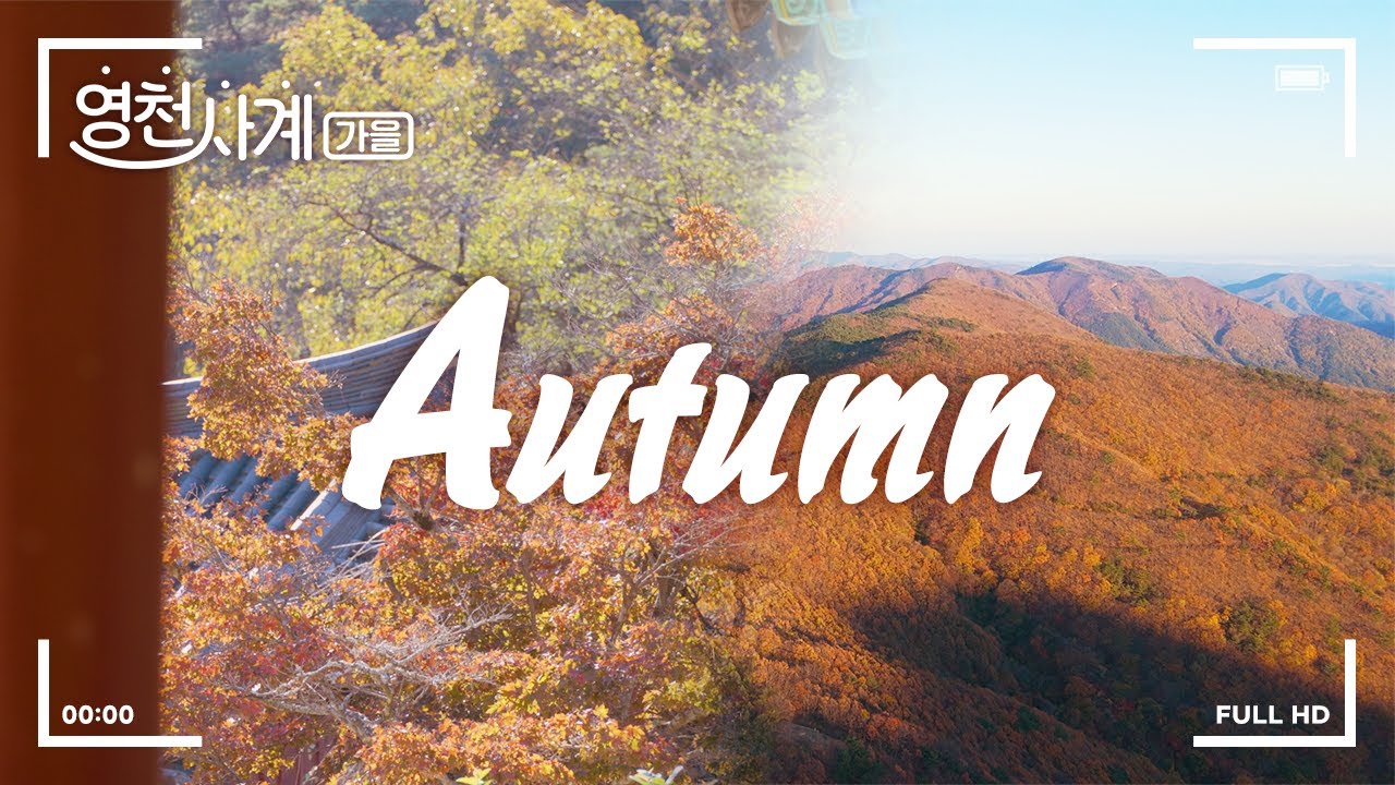 [영천 사계] 영천 가을 명소 같이 갈 사람?