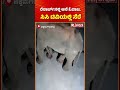 Chikkamagaluru Elephant: ರೆಸಾರ್ಟ್​ನಲ್ಲಿ ಆನೆ ಓಡಾಟ, ಸಿಸಿ ಟಿವಿಯಲ್ಲಿ ಸೆರೆ