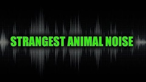 Strange Unknown Animal Noise Caught on Video!