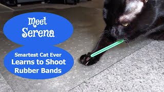 Smartest Cat Ever Learns to Shoot Rubber Bands