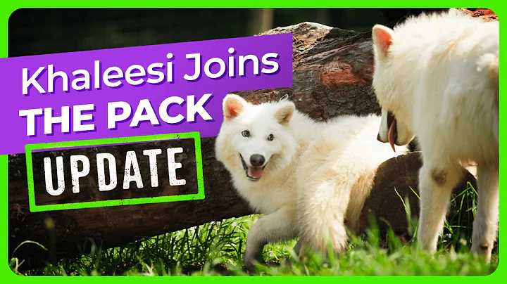 Khaleesi Joins the Dire Wolf Pack thumbnail