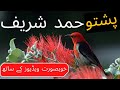 Pashto hamad 2022 l hamad shareef l khaista rehman  shams usmani m islamic studio