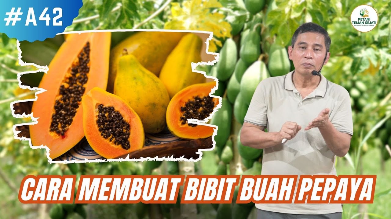 Cara Membuat Bibit Buah Pepaya