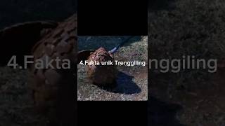 Fakta Unik Trenggiling#shorts