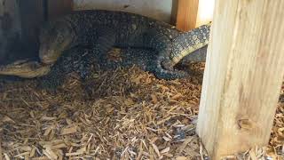Crocodile Monitor Water Monitor Hybrid Breeding Varanus Salvatorii