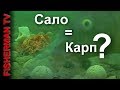 Карп на сало ? Возможно ли это? подводная съёмка !!