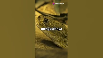 fakta unik ular derik #shortvideo #faktaunik #animals #ular