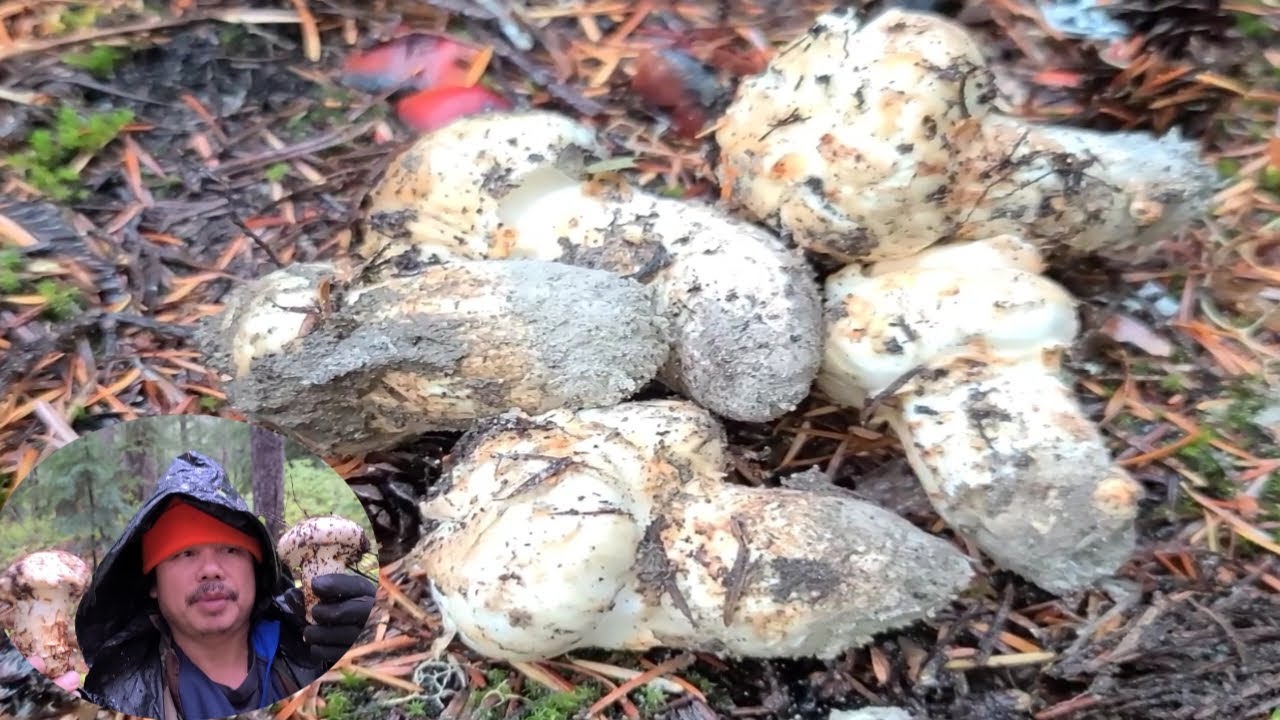 วิธีหาเงินทำมะชาคในอเมกา (EP.152) เก็บเห็ดมัตสะทักกี Matsutake Mushrooms Hunting in U.S.A