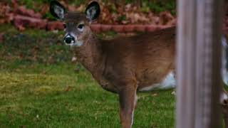 Deer in backyard