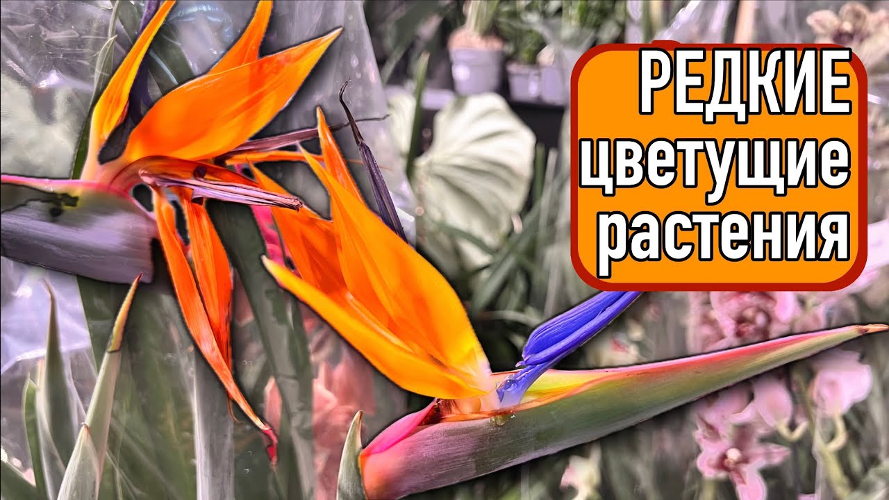 Подари себе чудо! 🌸