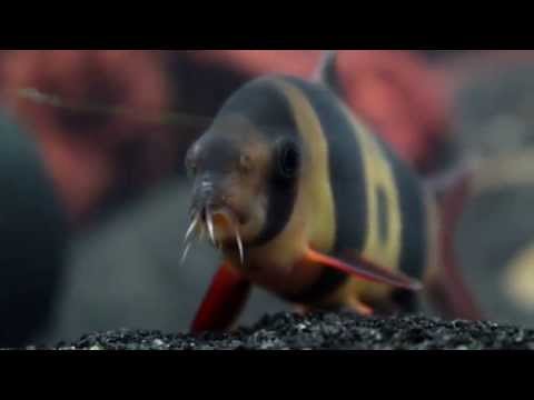 Tips For Keeping Clown Loaches with African Cichlids