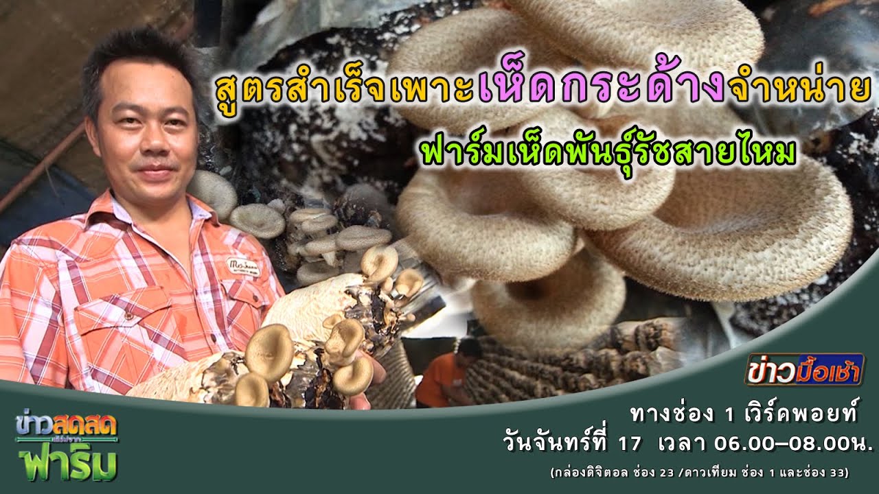 ข่าวสดๆเสิร์ฟจากฟาร์ม ตอน 063 ฟาร์มเห็ดกระด้าง ตอน1 : Matichon TV
