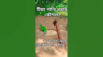Amazing Quick UniqueDIY Parrot Trapping Technique Using Cardboard Box#টিয়া #vairalvideo#tiya_pakhi