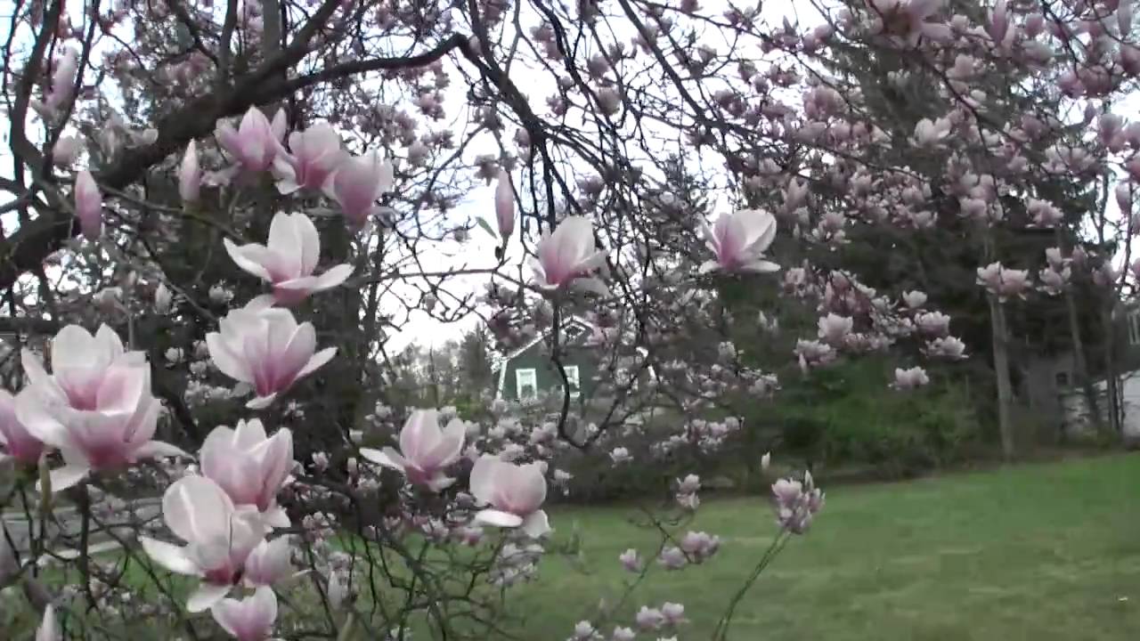 Sugar Magnolia Blossoms Blooming Youtube