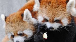 レッサーパンダの利き手
