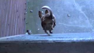 My pets by Mag Gie 551 views 13 years ago 16 seconds