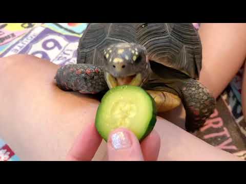 Is Zucchini Good For Redfoot Tortoises