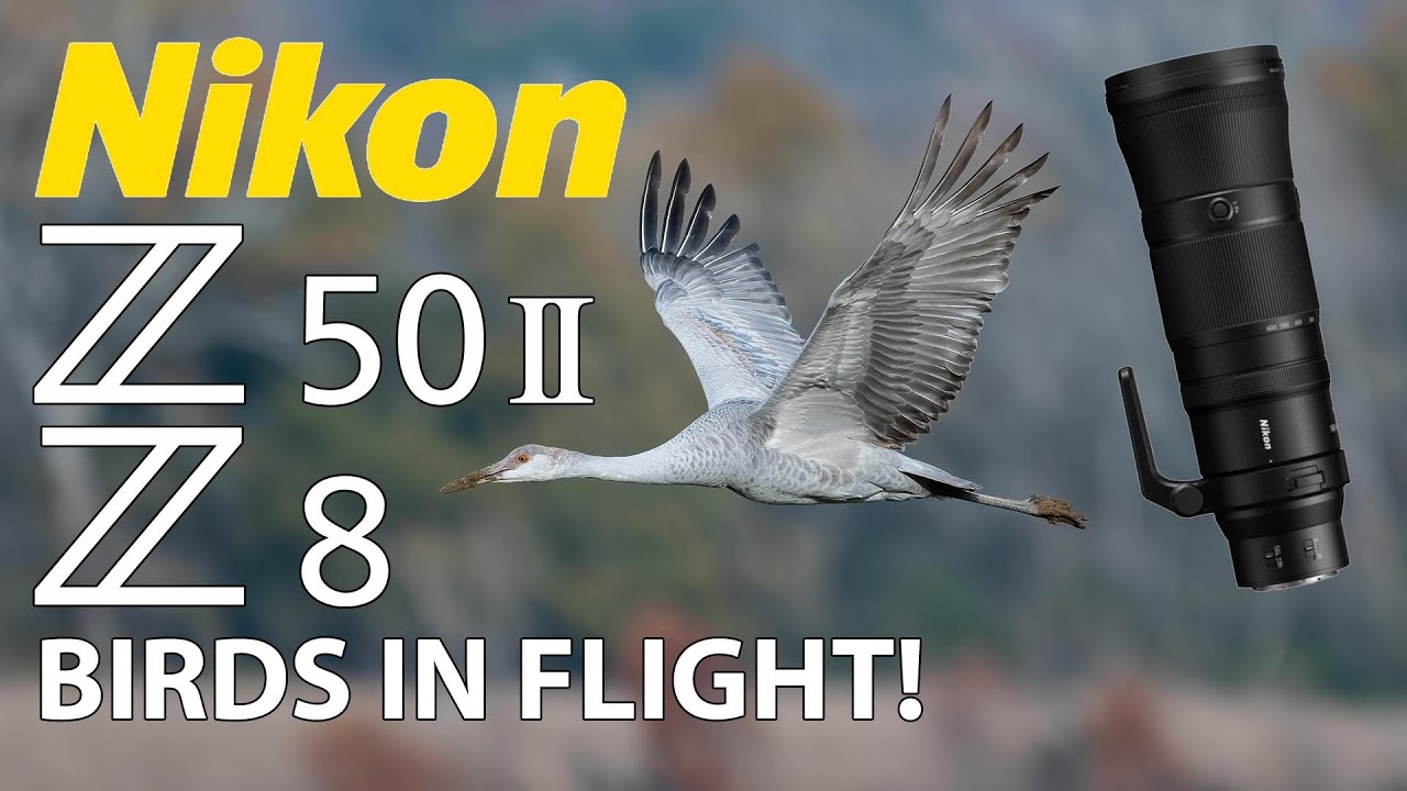 Nikon Z50 II & Z8 Sandhill Crane Bird Photography with 180-600mm