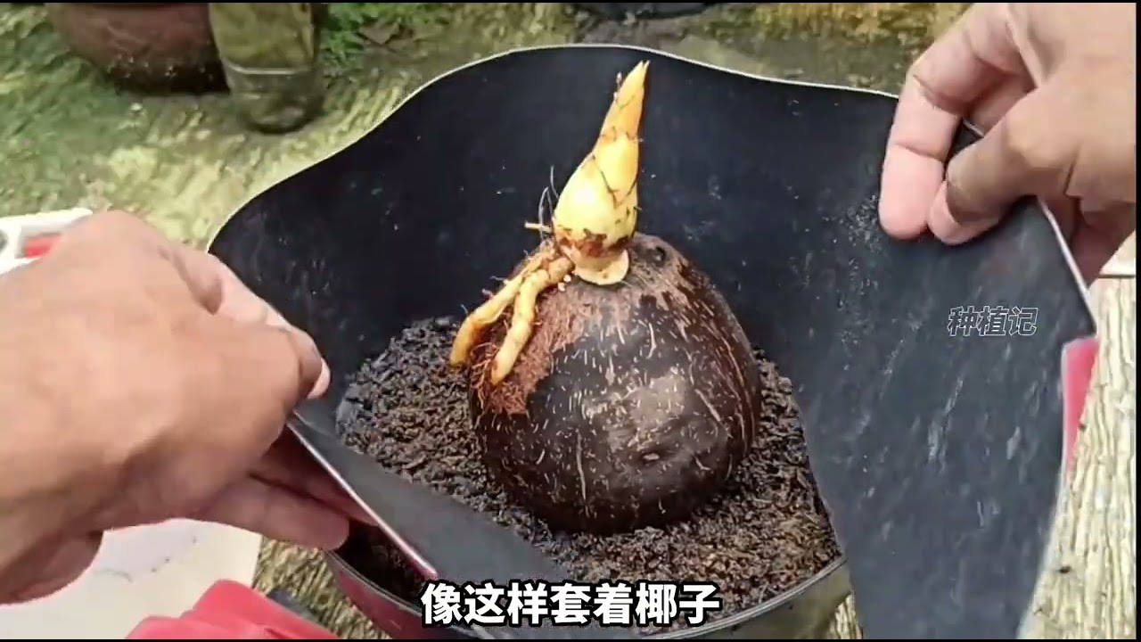 用一个椰子种出如此特别的盆景，我还是第一次见，赶紧收藏教程- YouTube