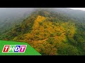 Hoa dã quỳ đang phủ sắc vàng trên sườn núi Ba Vì | THDT