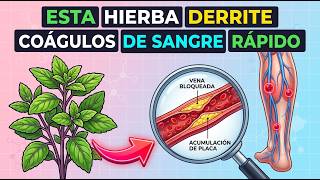 Top Hierbas que Disuelven Coágulos de Sangue Mortales en las Piernas