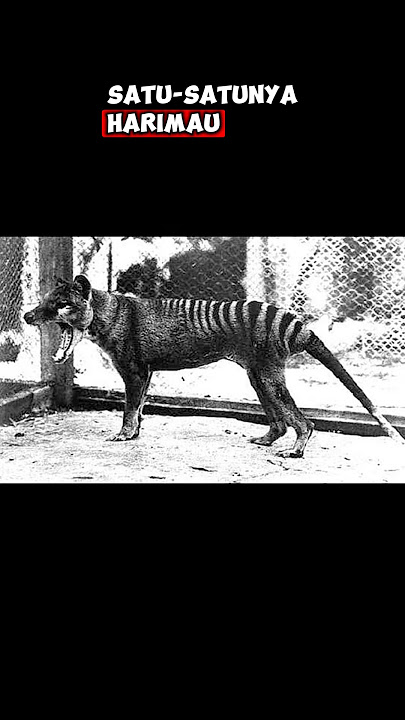 FOTO TERAKHIR HEWAN SEBELUM PUNAH part 2 #gudangit #shorts