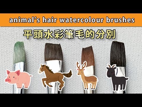 平頭水彩筆大比拼/筆毛的分別【屯門畫室】animal's hair watercolour brushes