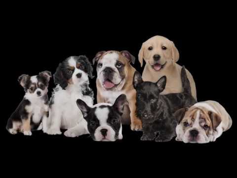 10 ყველაზე პატარა ძაღლი (ქართულად)