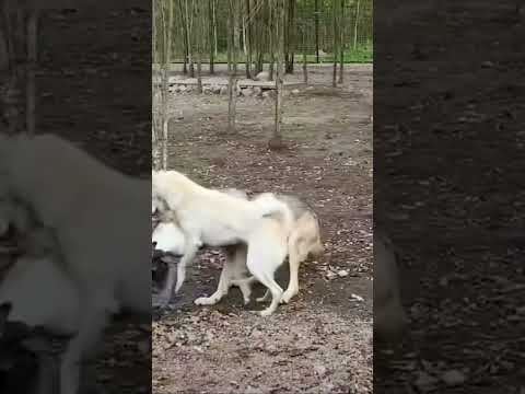 Новая порода ВОЛЭНД, защищает от нападения ВОЛКА‼️😱 #волэнд #wolend #wolf