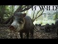 Mayan Jungle Wildlife - Animales Salvajes de la Biosfera Maya / Guatemala