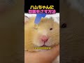 ハムちゃんに目薬をさす方法