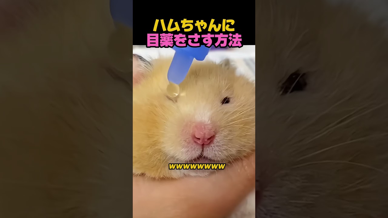 ハムちゃんに目薬をさす方法
