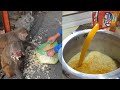 Feeding rice monkey cooked in mango juice || monkey love juicy rice