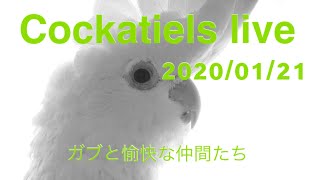 ガブ愉快な仲間たち のライブ ストリーム生配信中Am9時から〜シロハラインコ乱入中 ガブ愉快な仲間たち のライブ ストリーム生配信中Am9時から〜シロハラインコ乱入中