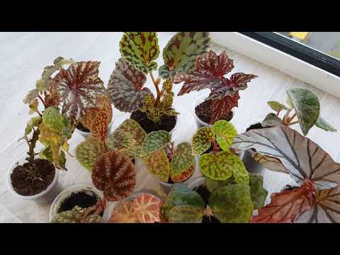 Video: Binne Blomme Met Rooi Blare (33 Foto's): Rooiblaar Begonia En Ander Binnenshuise Plante Met Helderrooi En Rooi-groen Blare