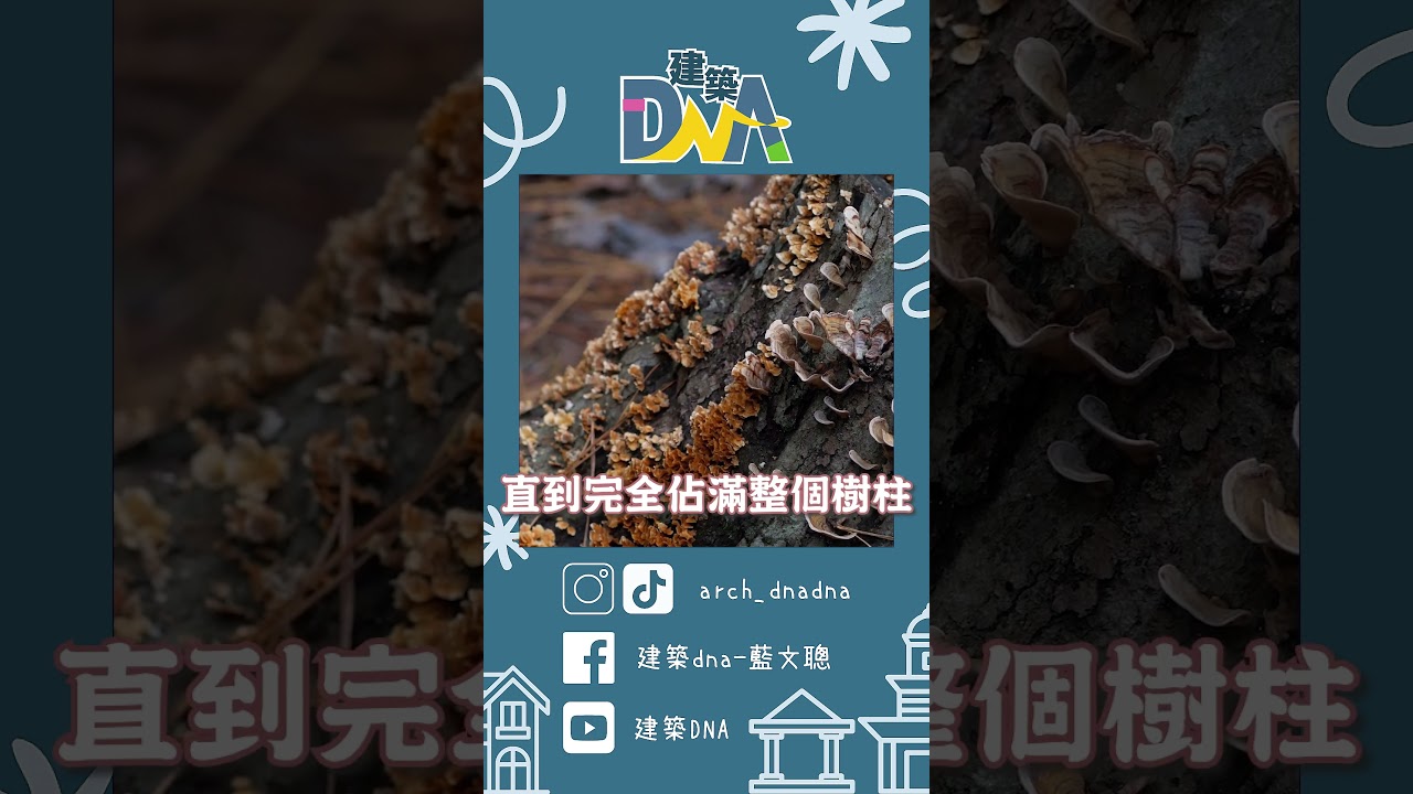【建築DNA】菌絲也能做成建材？ #菌絲 #建材 #環保