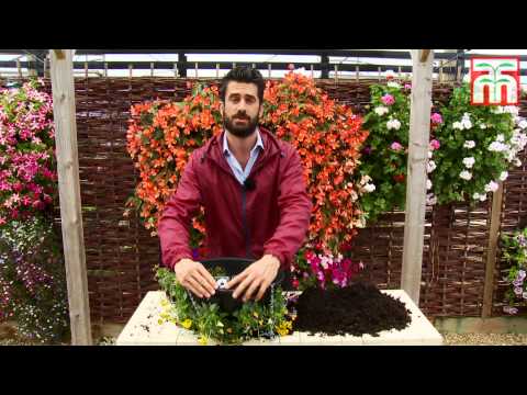 How to plant an easy fill hanging basket for winter - Thompson & Morgan