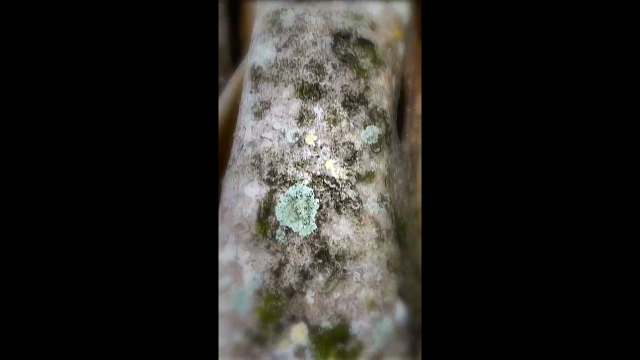 Watch Paul Masvidal - Banyan Tree on YouTube Watch Paul Masvidal - Banyan Tree on YouTube