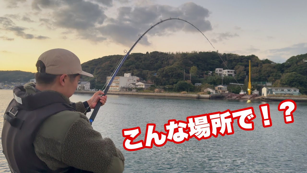 【泳がせ釣り】観光地のド湾内堤防に脂だらけの巨大豚ブリが押し寄せています。